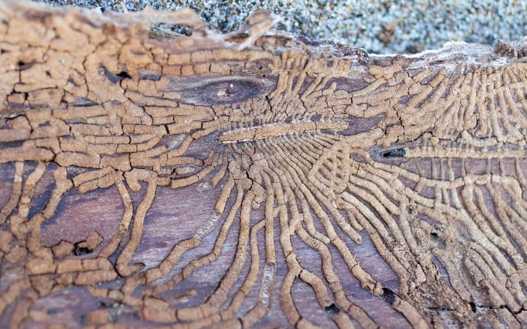 5 Signs of Termites in the Home