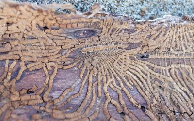 5 Signs of Termites in the Home